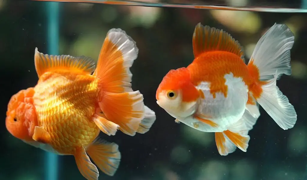 oranda goldfish