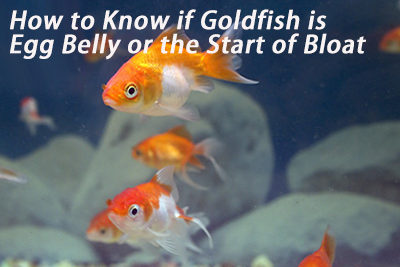 How to Know if Goldfish is Egg Belly or Bloat - hygger