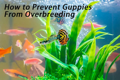 Prevent guppy fish from overbreeding