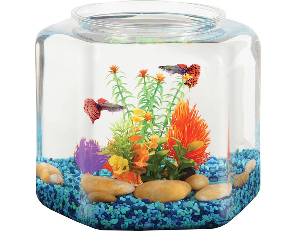 fish bowl ideas