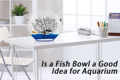 Is a Fish Bowl a Good Idea for Aquarium