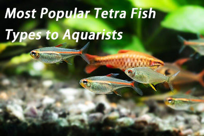 Most Popular Tetra Fish Types to Aquarists