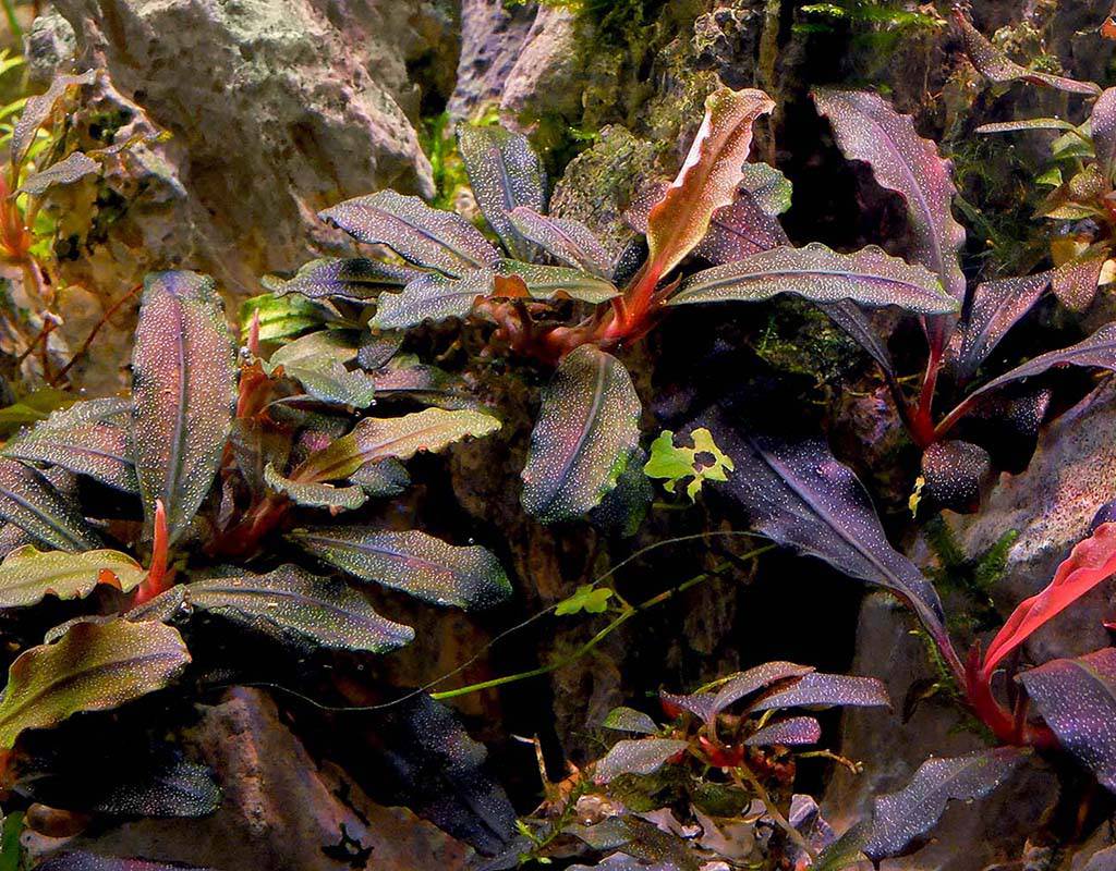 bucephalandra aquarium plant 