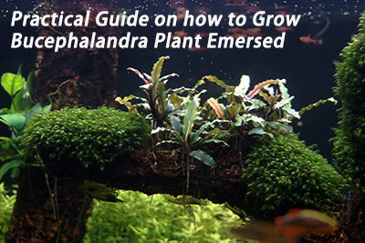 Practical Guide on How to Grow Bucephalandra Plant Emersed