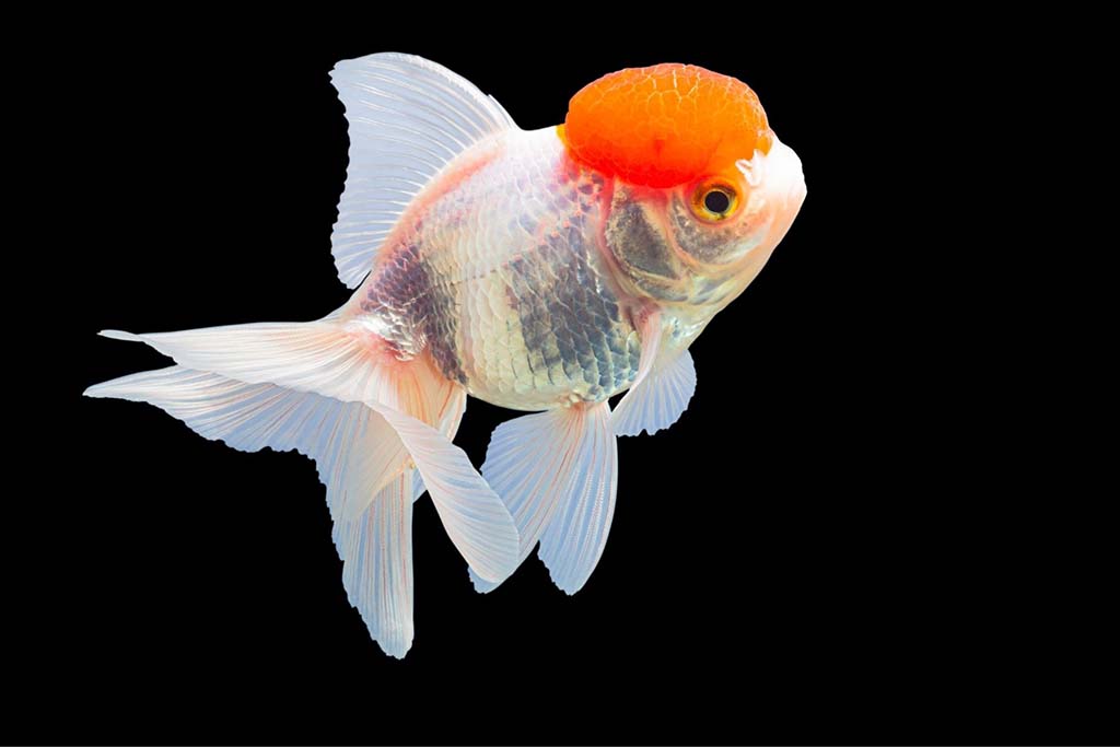 Goldfish laying egg signs