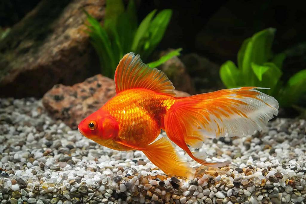 pregant goldfish care