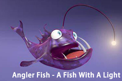 Angler Fish – A Fish With A Light