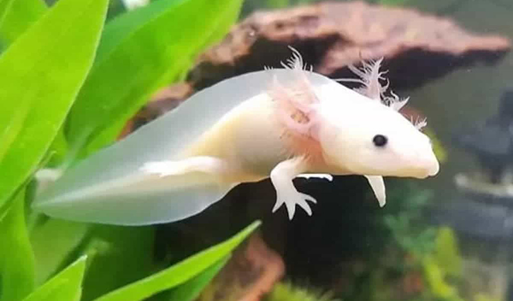 what do axolotls eat