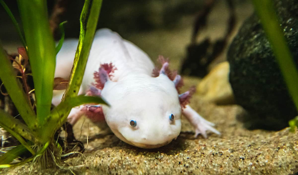 Axolotl Care Guide