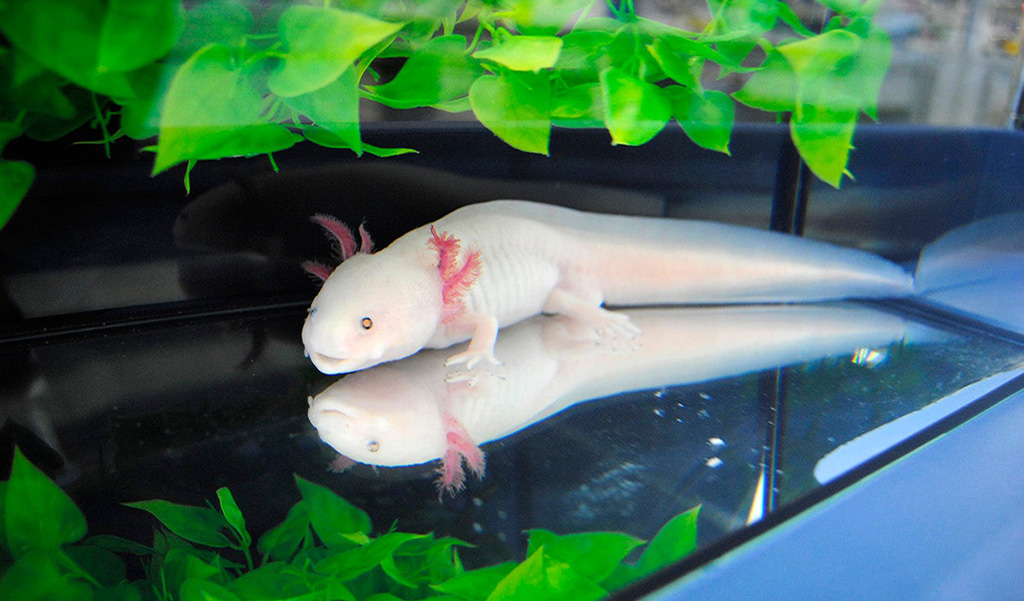 Feeding your axolotl