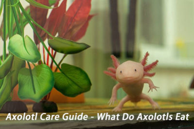 Axolotl Care Guide – What Do Axolotls Eat
