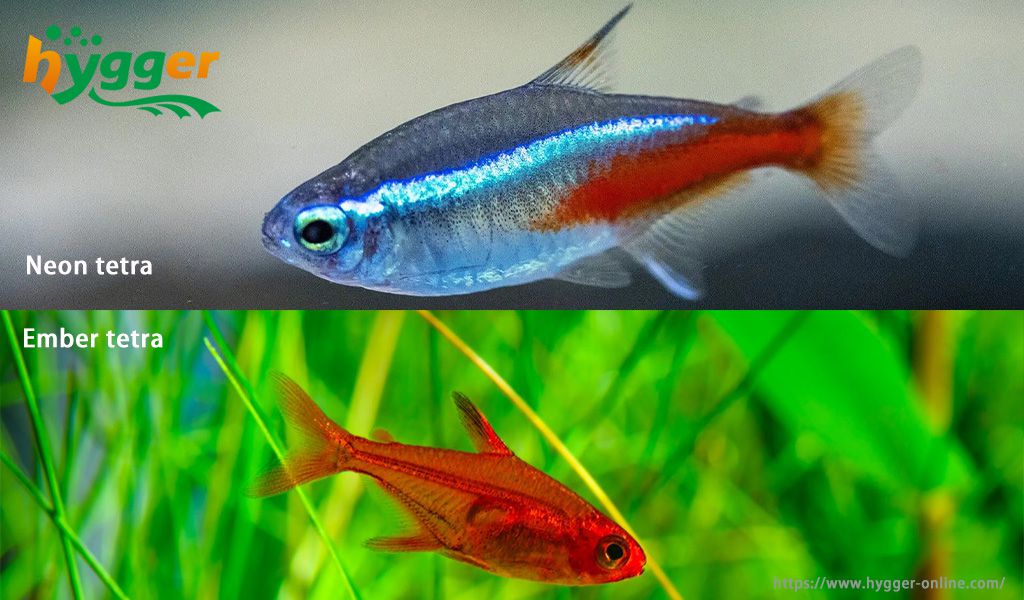 Betta fish tank mates fish
