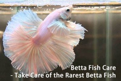 Betta Fish Care – Take Care of the Rarest Betta Fish