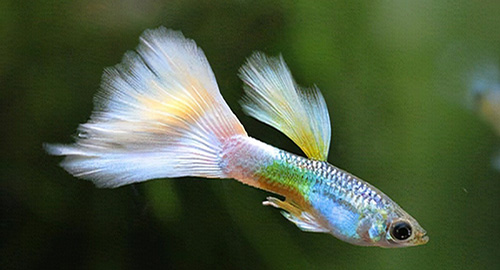 Guppy fish