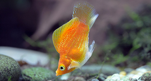 Molly fish