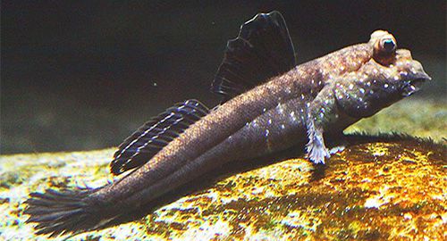 Mudskipper fish