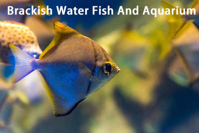Brackish Water Fish And Aquarium