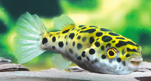 Puffer fish