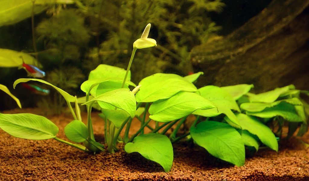 brackish water aquarium
