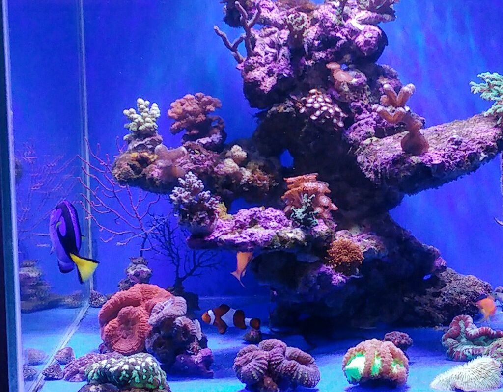 building a marine aquarium