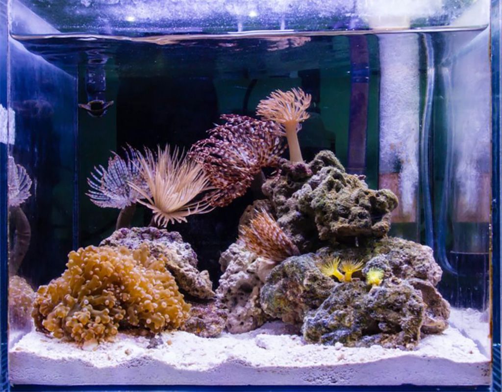 Build a nano coral tank