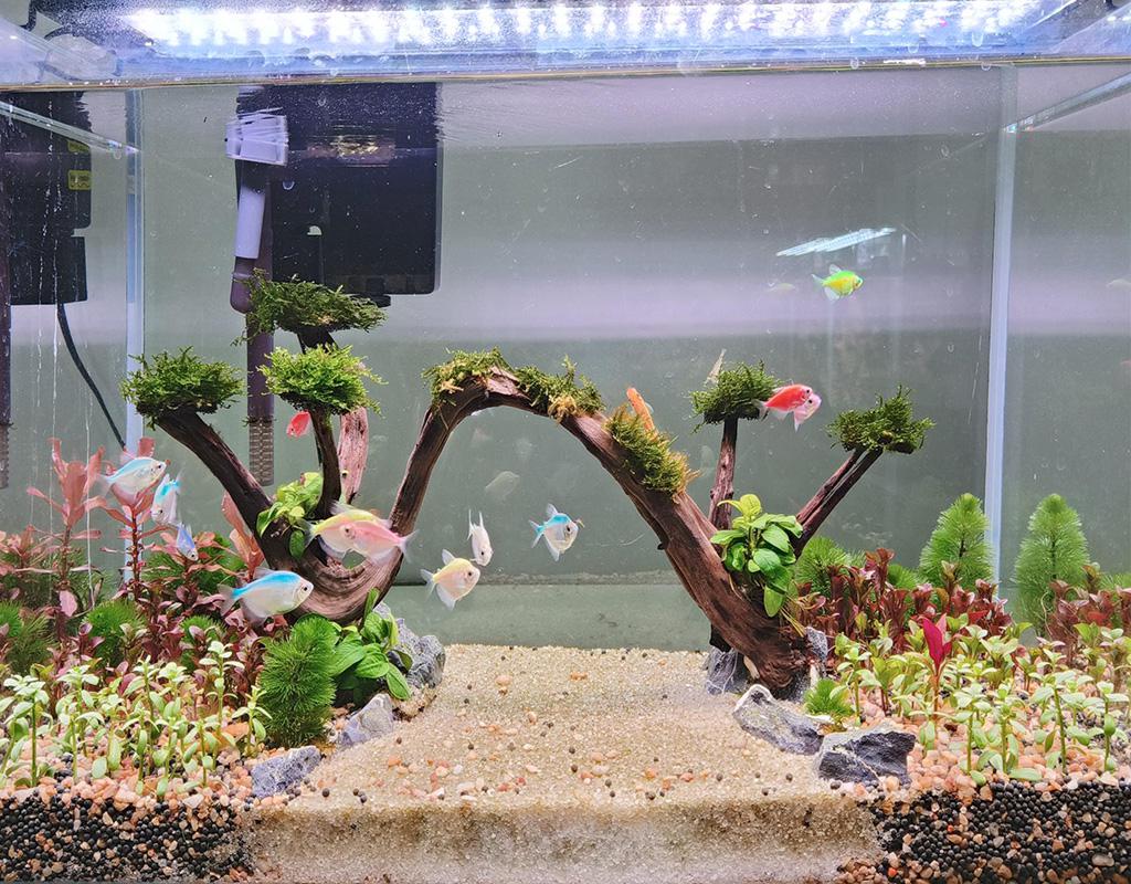 Aquarium and air pump