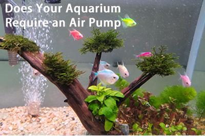 Does Your Aquarium Require an Air Pump