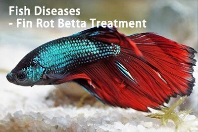Fish Diseases – Fin Rot Betta Treatment
