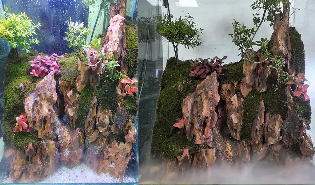 What is a Paludarium and How to Build a Paludarium?