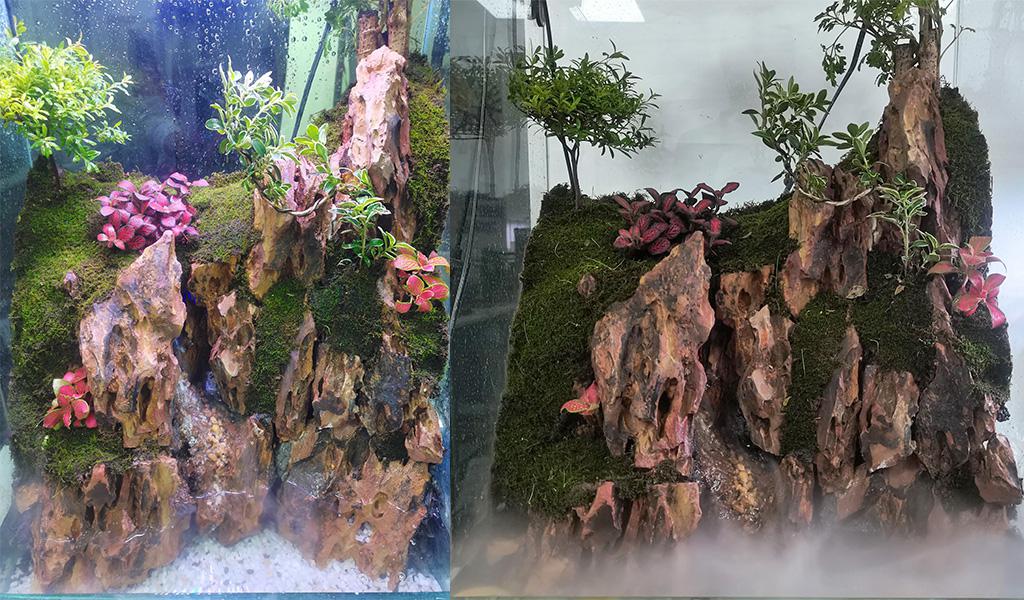 set up a paludarium