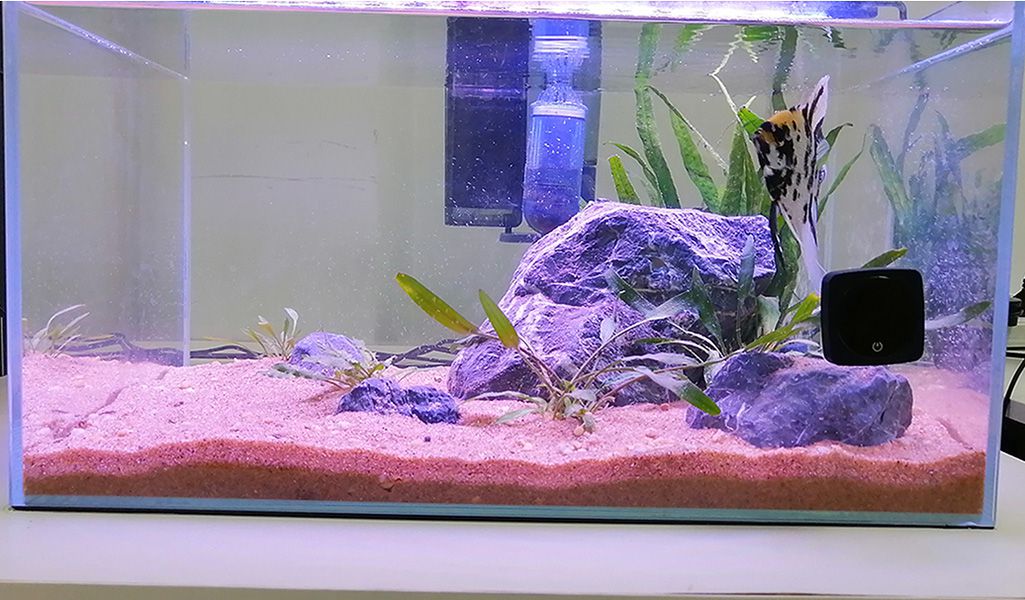 aquarium in home office