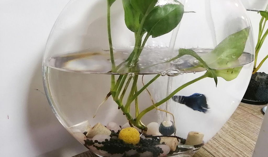 office aquarium