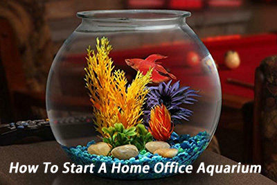 How To Start A Home Office Aquarium