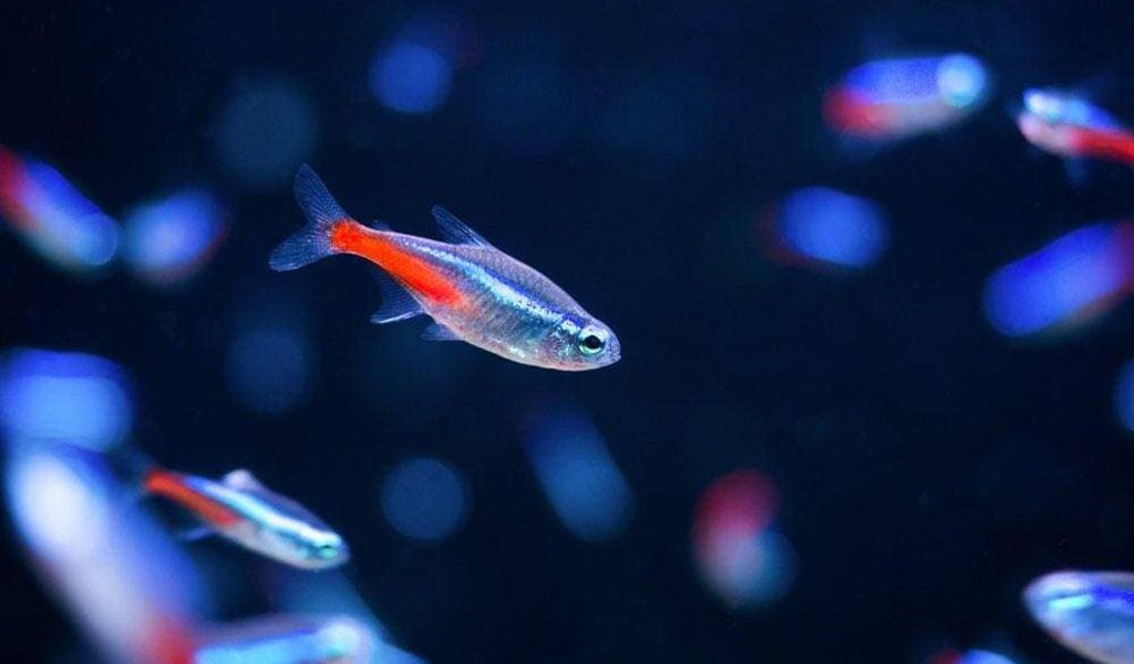 Neon tetra lifespan