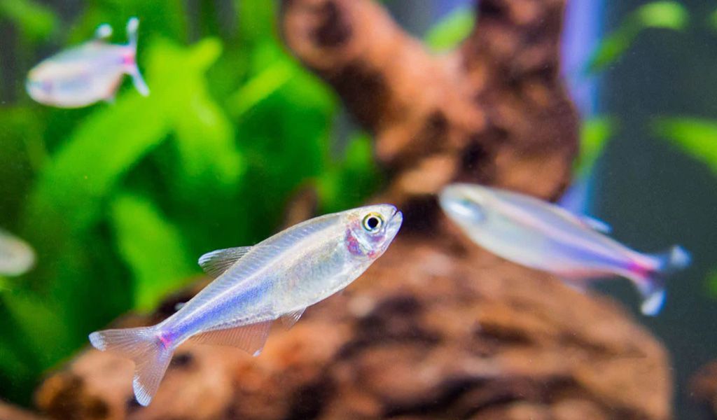 Care for neno tetra fish