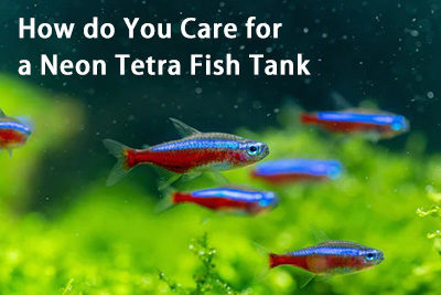 How do You Care for a Neon Tetra Fish Tank