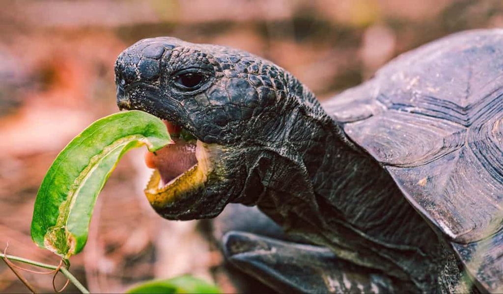 what do turtles eat
