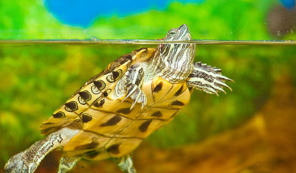 Aquatic pet turtle
