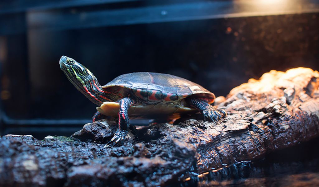 Take care of turtles
