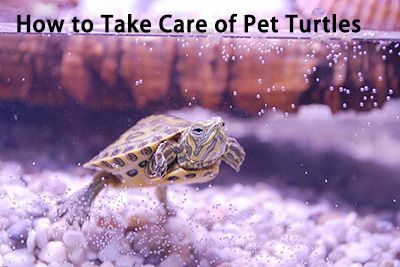 How to Take Care of Pet Turtles