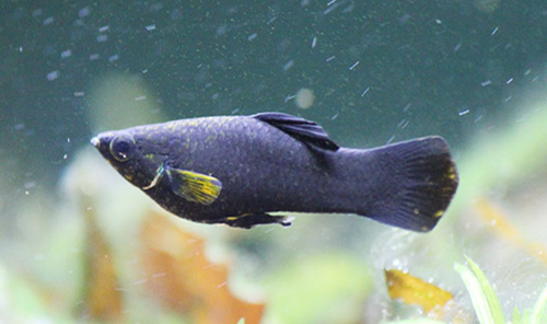 Molly fish