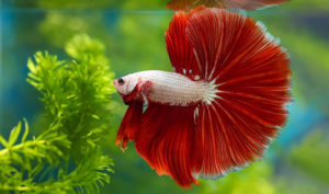 Picture of Low-Maintenance Pet Fish to Start Small Aquarium - hygger