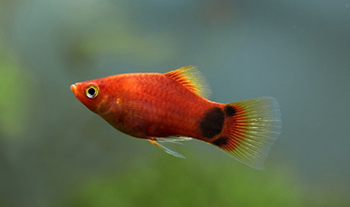 Platy fish