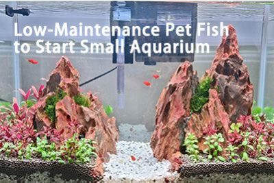 Low-Maintenance Pet Fish to Start Small Aquarium