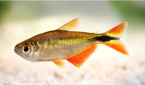 Low maintenance Tetra fish