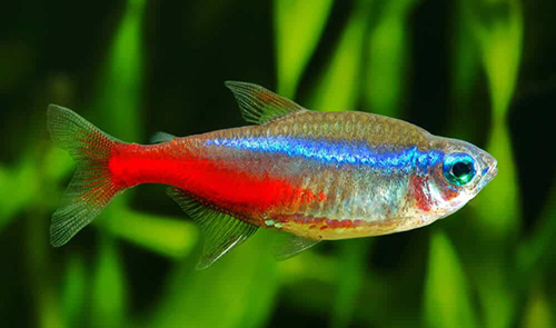 Low maintenance pet fish neon