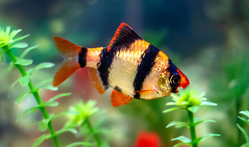Low maintenance pet fish tiger barb