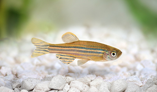 Low maintenance pet fish zebra