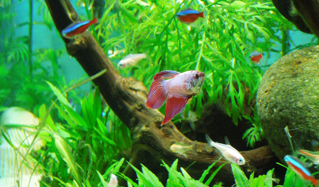 Choose the Safe Betta Fish Tank Mates Hygger