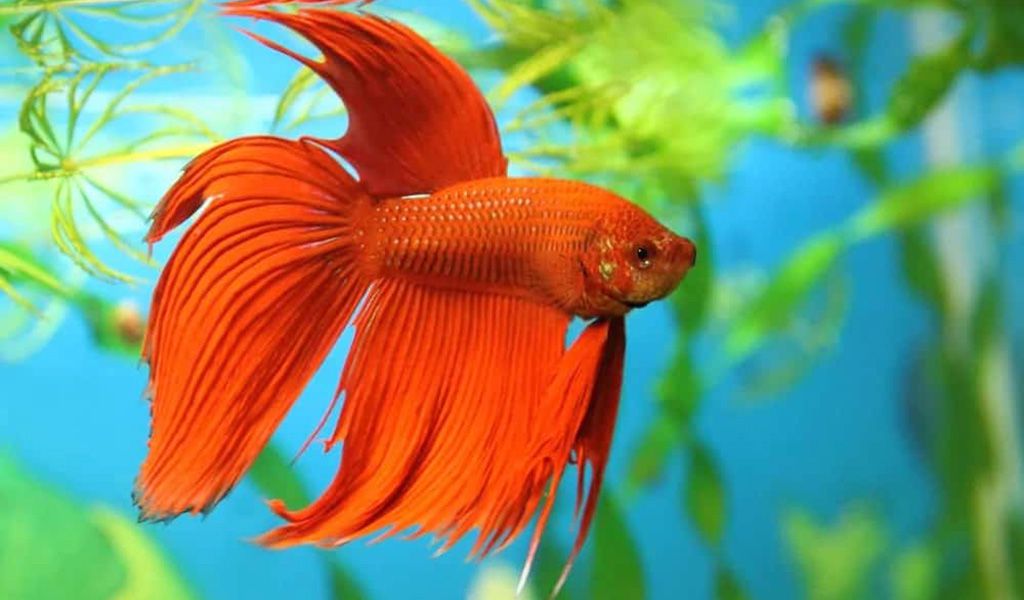 Safe betta mates